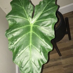 Meet your Posher, Zoe